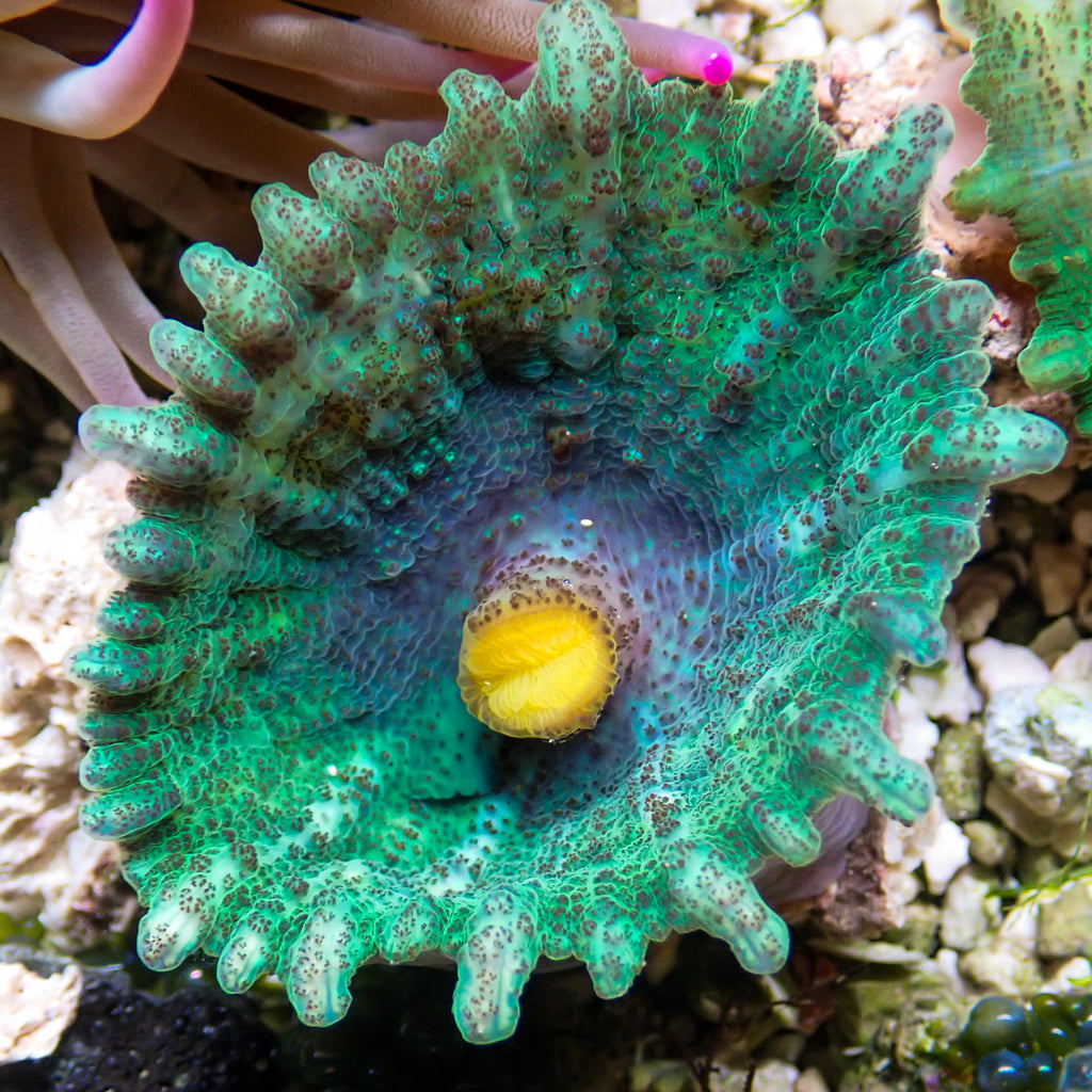 Yellow Mouth Emerald Green Neglectus Mushroom - Corals Anonymous