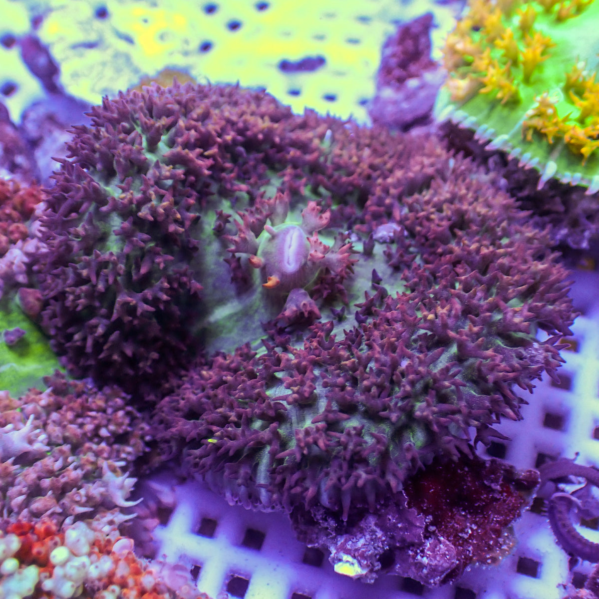 Purple St Thomas Mushroom - Corals Anonymous