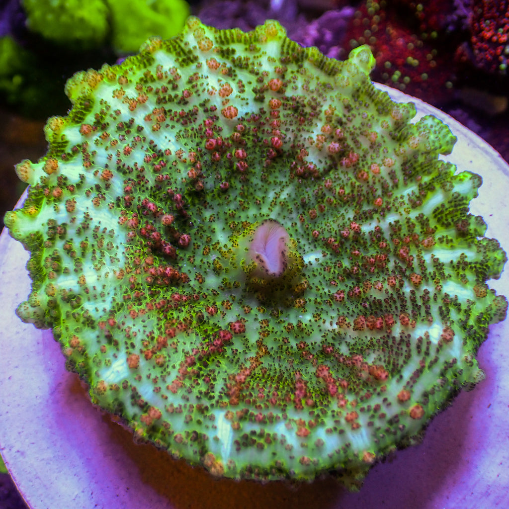 WYSIWYG Large Pink Vector Neglectus Mushroom - Corals Anonymous