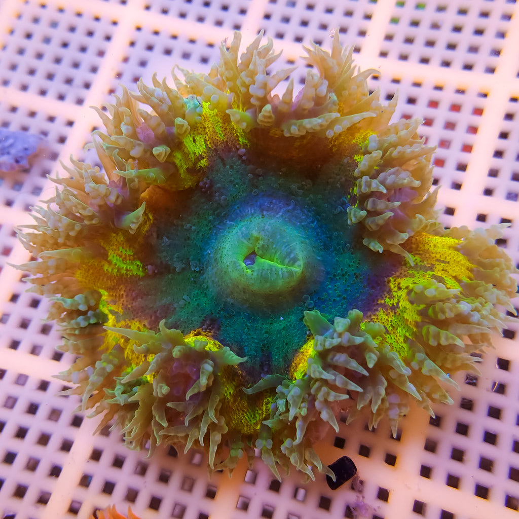 WYSIWYG Cosmic Nova Ultra Rainbow Rock Flower Anemone (2-3") - Corals Anonymous