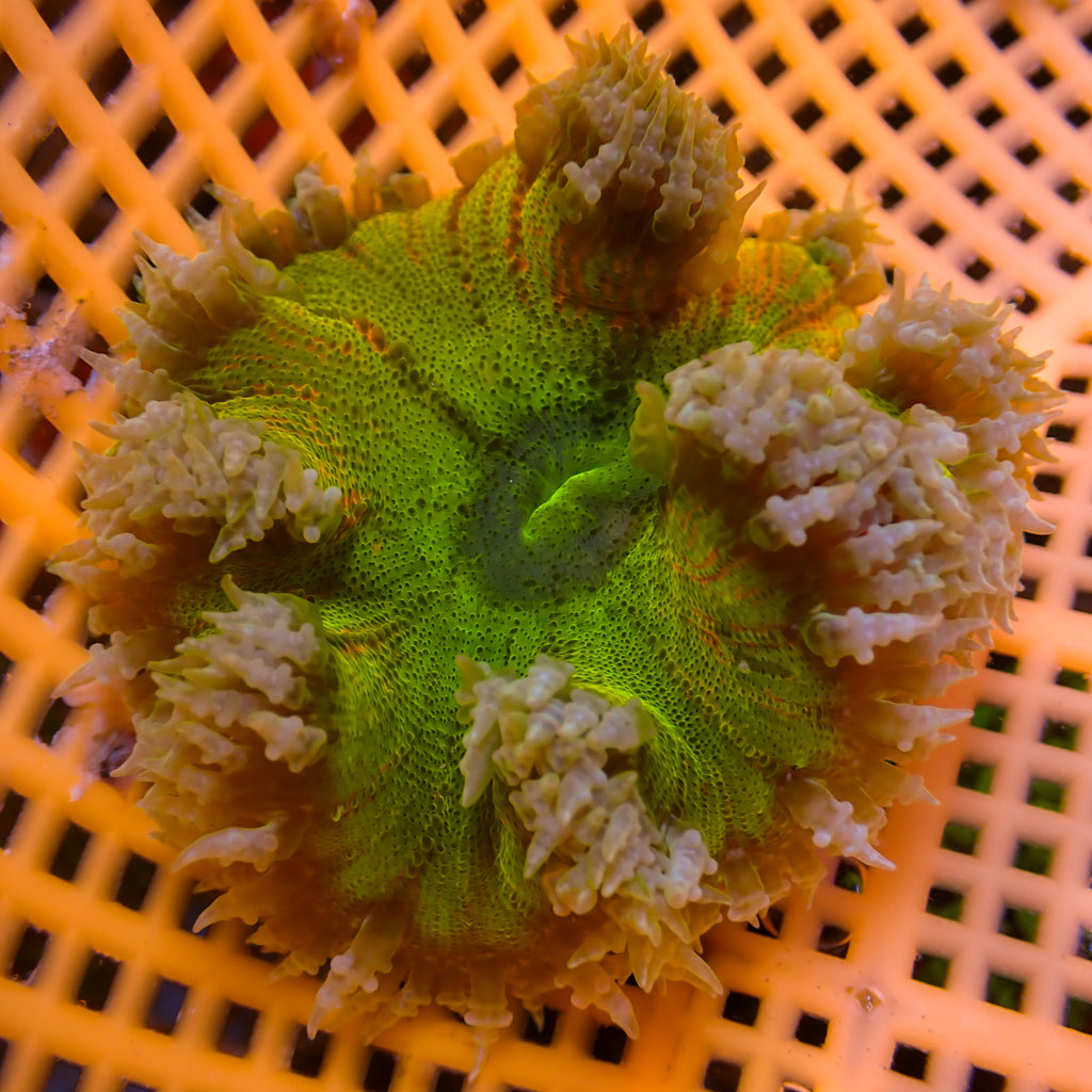 WYSIWYG Lemon Drop Rock Flower Anemone (2-3") - Corals Anonymous