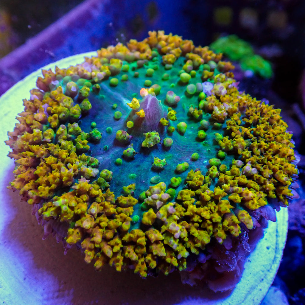 WYSIWYG Behemouth Yellow St Thomas Mushroom (2-3") - Corals Anonymous