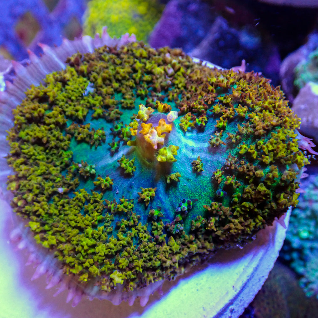 WYSIWYG Behemouth Yellow St Thomas Mushroom (2-3") - Corals Anonymous