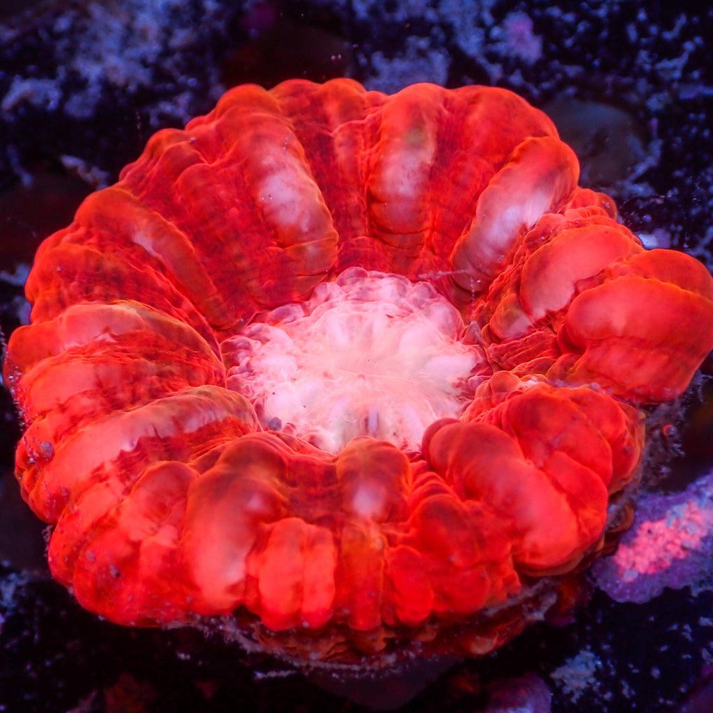 WYSIWYG Strawberry Red Cynarina - Corals Anonymous