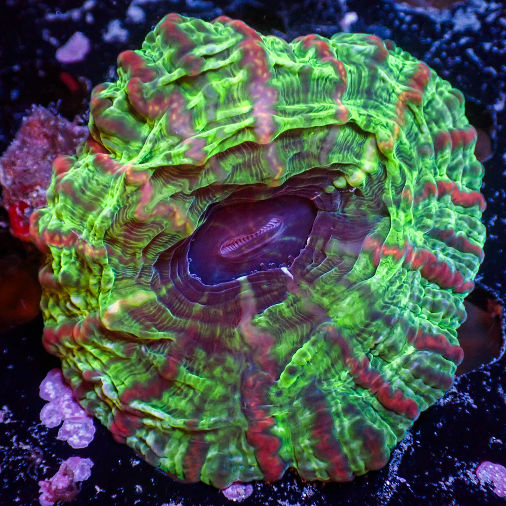 WYSIWYG Rainbow Roads Cynarina - Corals Anonymous