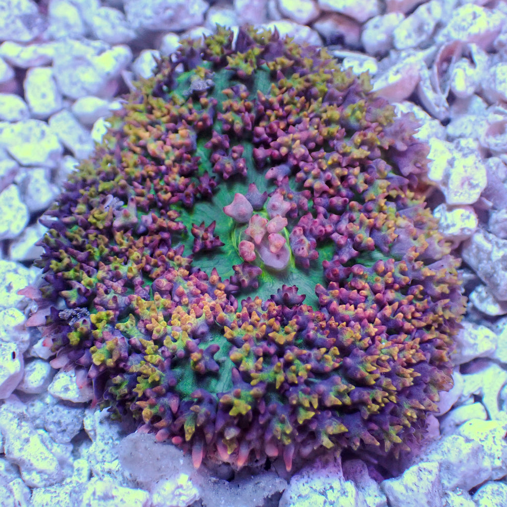 WYSIWYG Fairy Dust St Thomas Mushroom - Corals Anonymous