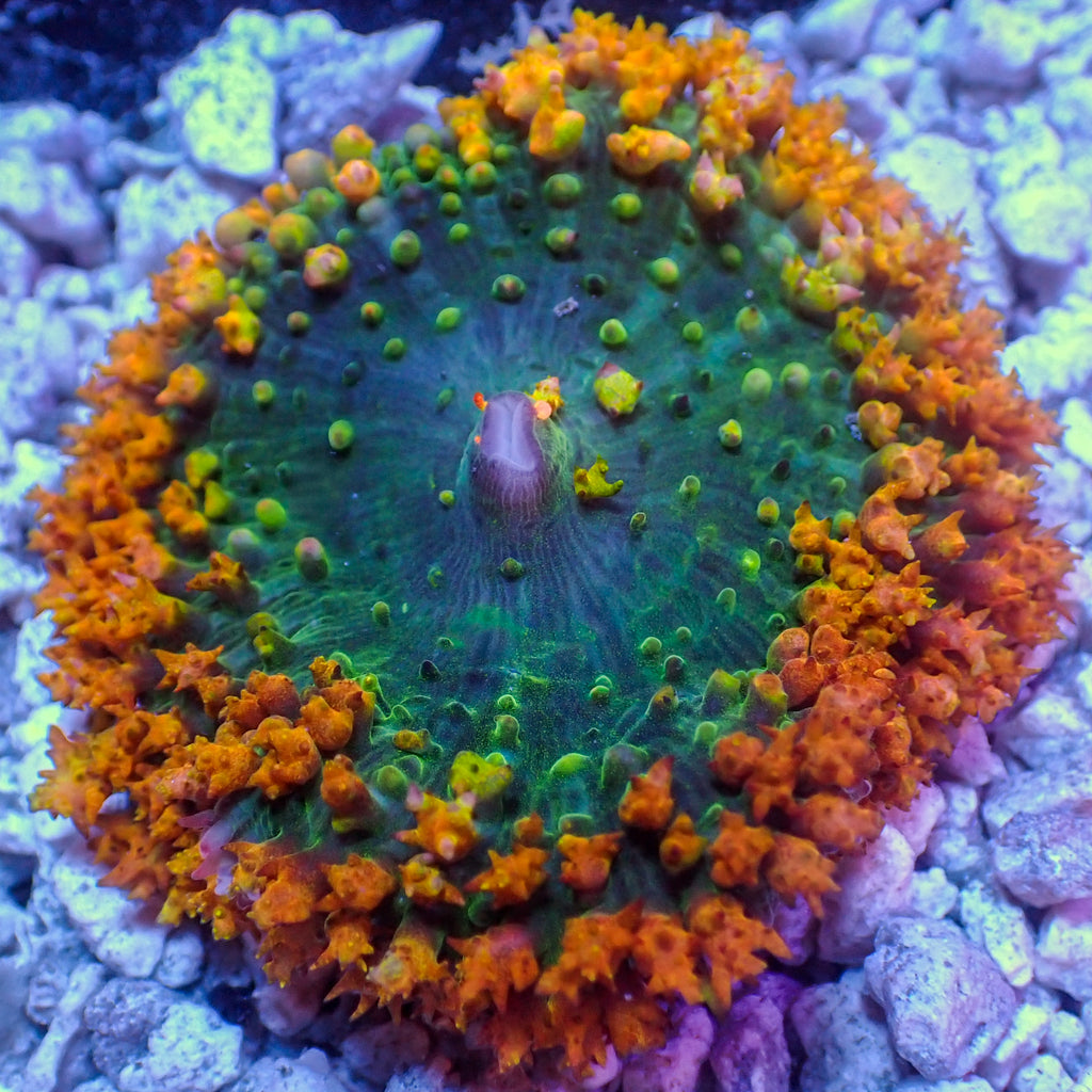 WYSIWYG Behemouth Sunrise St Thomas Mushroom (2-3") - Corals Anonymous
