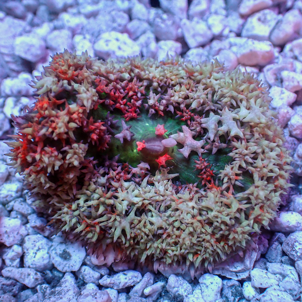 WYSIWYG Icy Fire St Thomas Mushroom - Corals Anonymous