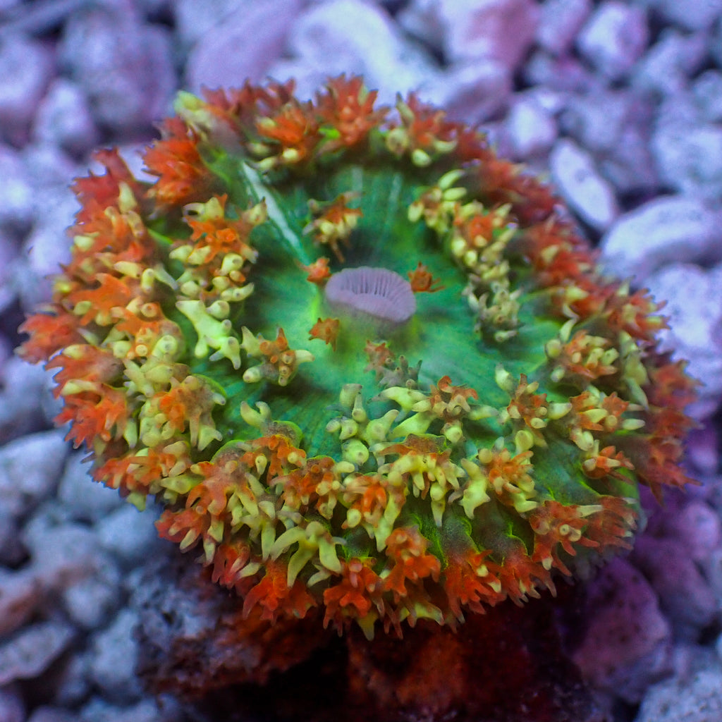 WYSIWYG Peach n' Cream St Thomas Mushroom - Corals Anonymous