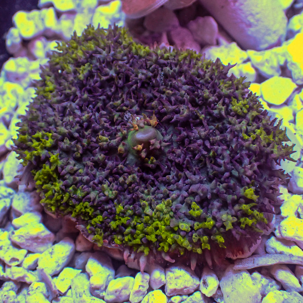 WYSIWYG Yellow Ring Purple St Thomas Mushroom - Corals Anonymous