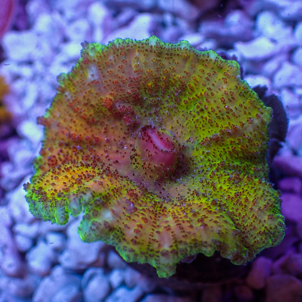 WYSIWYG Sour Patch Rainbow Neglectus Mushroom - Corals Anonymous