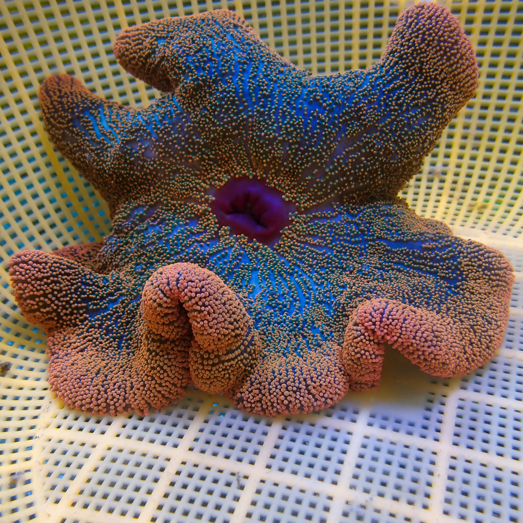 WYSIWYG Peachy Pink Haddoni Carpet Anemone (10-12") - Corals Anonymous