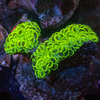 WYSIWYG Neon Green Wall Hammer (3-4")