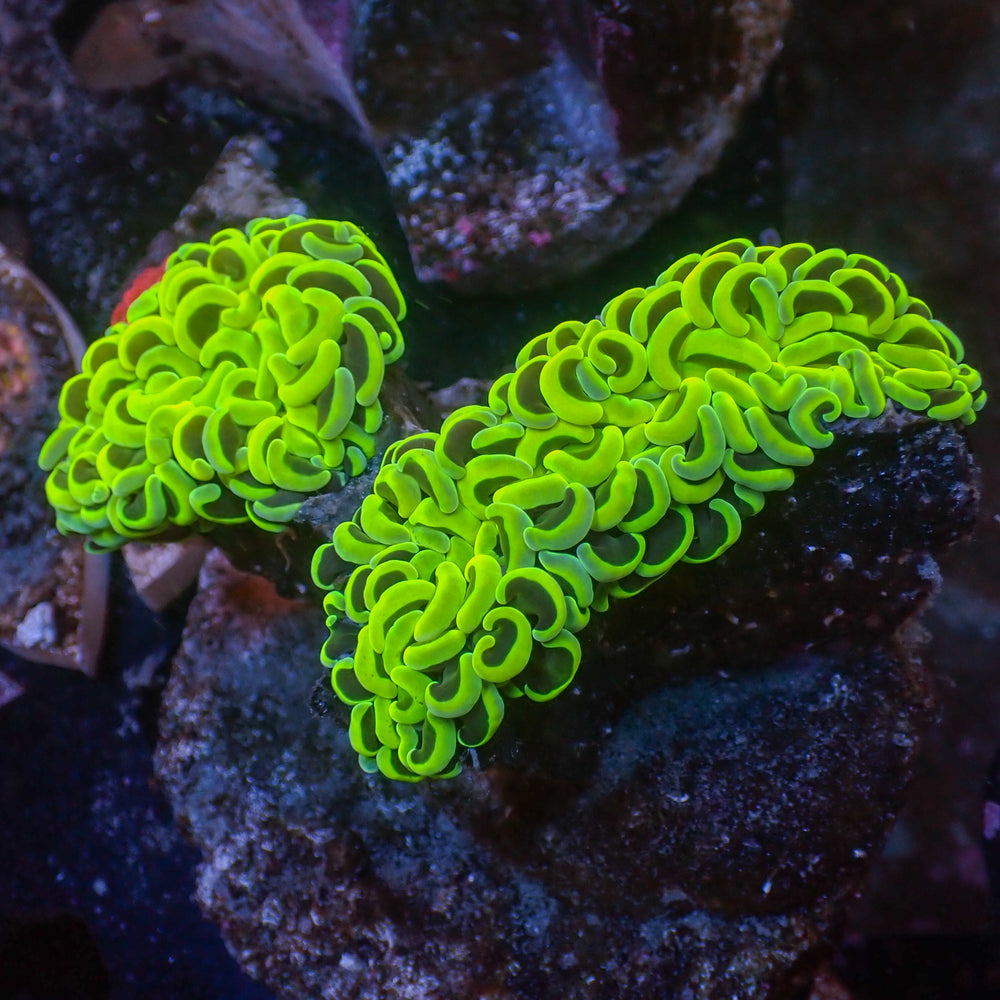 WYSIWYG Neon Green Wall Hammer (3-4