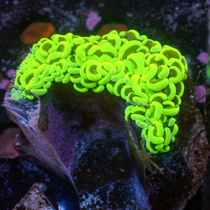 WYSIWYG Neon Green Wall Hammer (2-3")