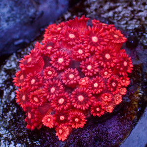 WYSIWYG Strawberryburst Goniopora (1" Frag)