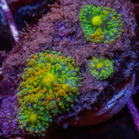 WYSIWYG Rainbow Yuma Mushroom Combo Colony (4 Polyps)