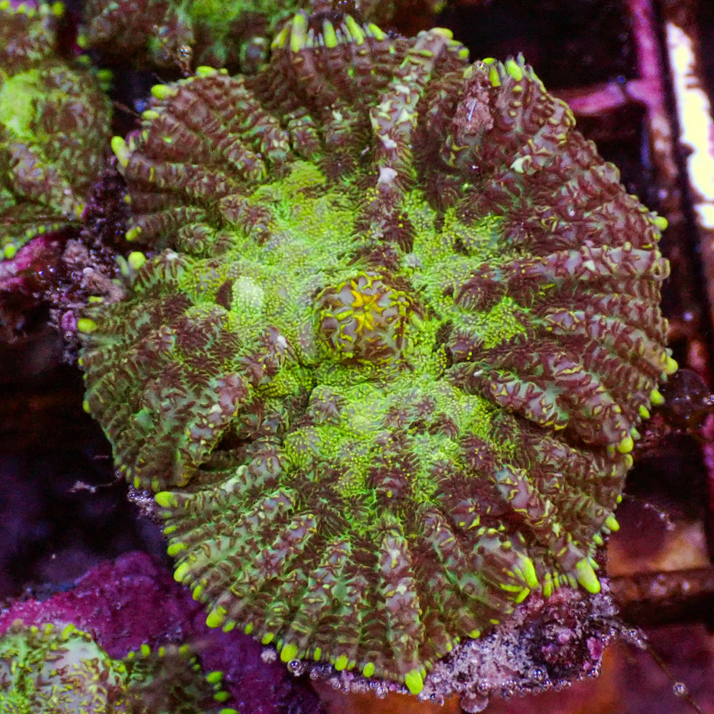 Stripped Green Rhodactis Mushroom