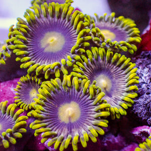 Purple Flare Zoa (2-3 Polyps)