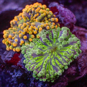 WYSIWYG Goldilock & Purple Green Yuma Mushroom Combo (2 Polyps)