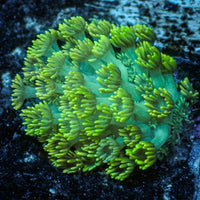 WYSIWYG Specter Teal Goniopora (0.5-1")