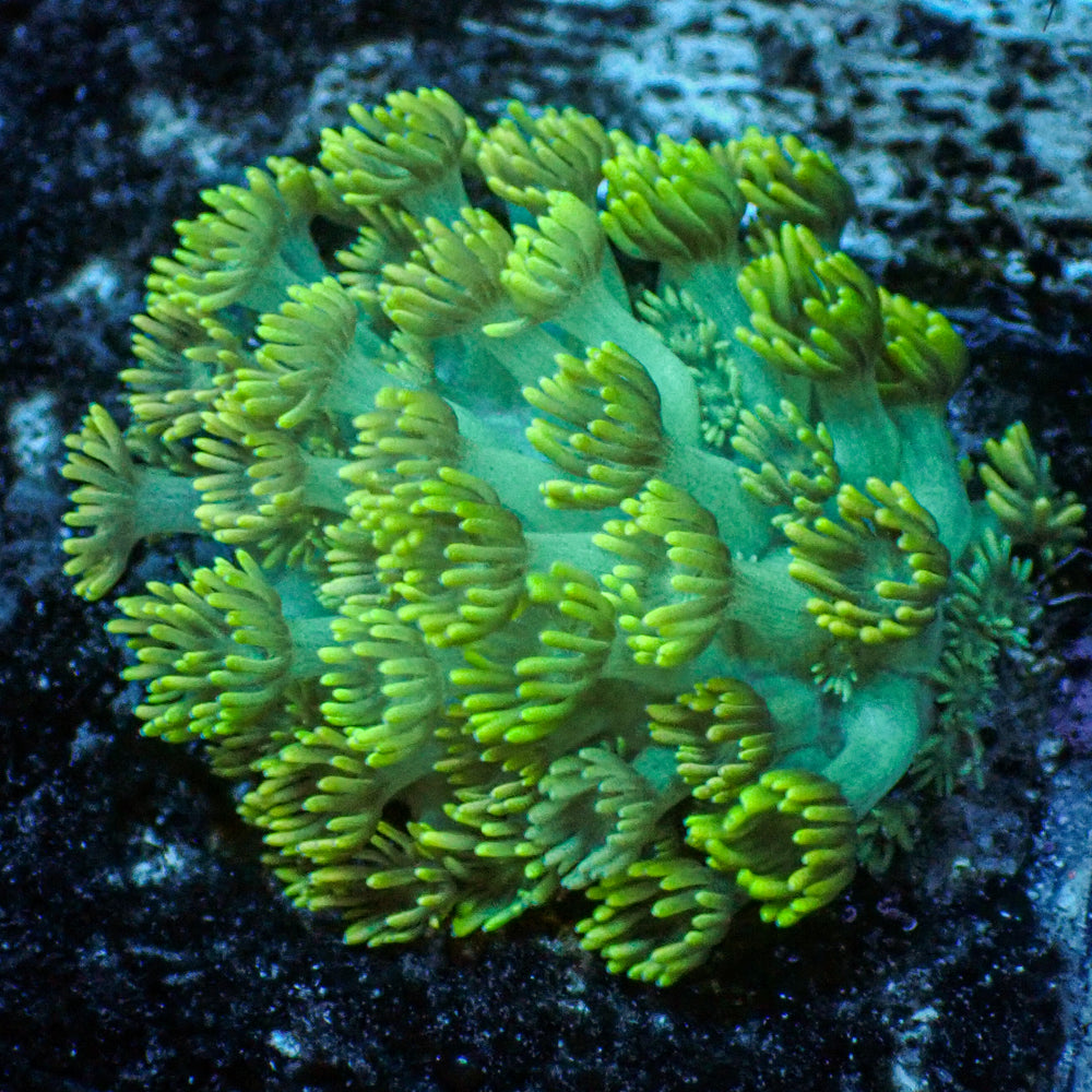 WYSIWYG Specter Teal Goniopora (0.5-1