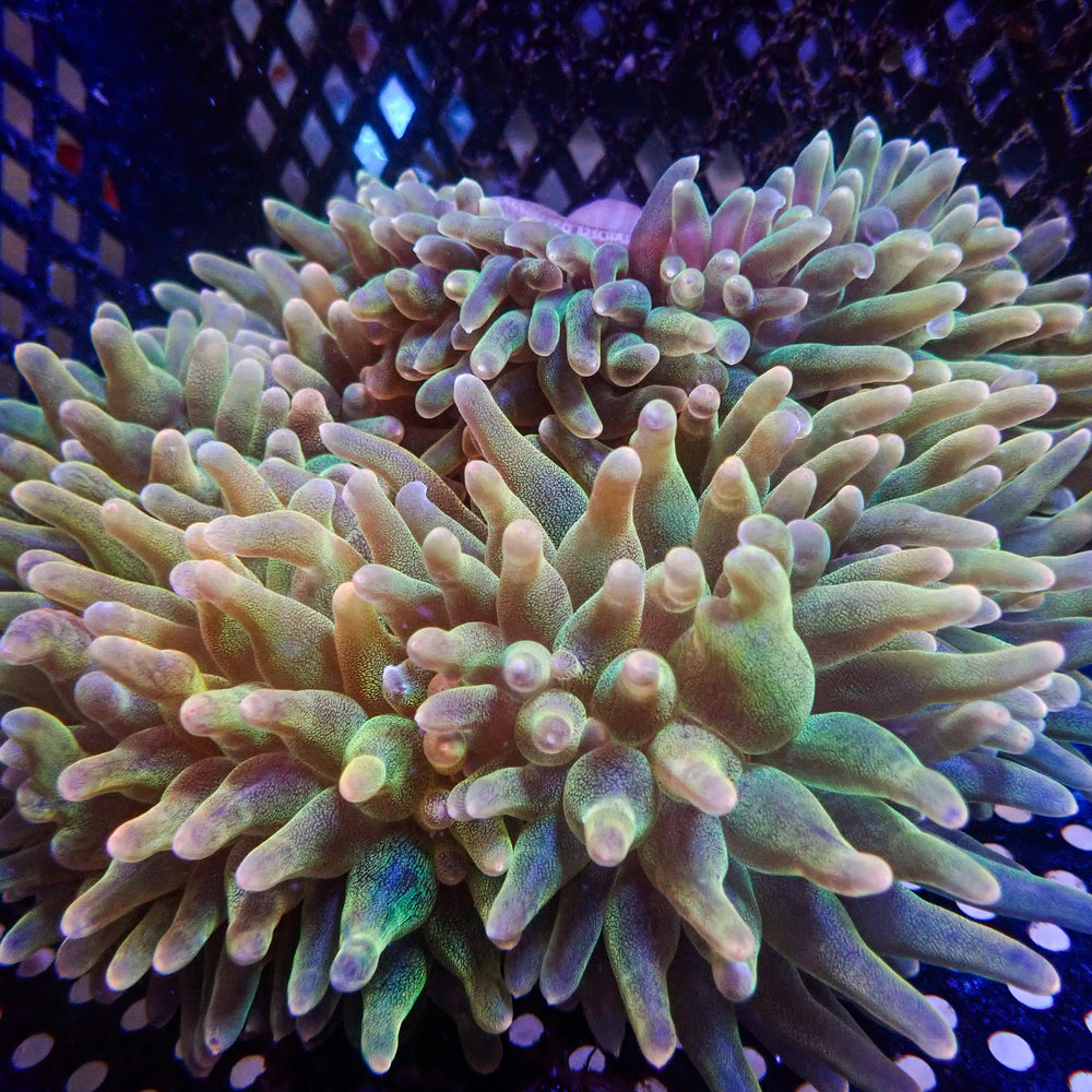 WYSIWYG Large Ultra Pastel Rainbow Bubble Tip Anemone (6-8”)