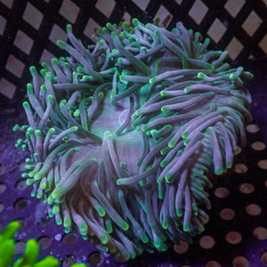 WYSIWYG Mystic Purple Bubble Tip Anemone (2-4")