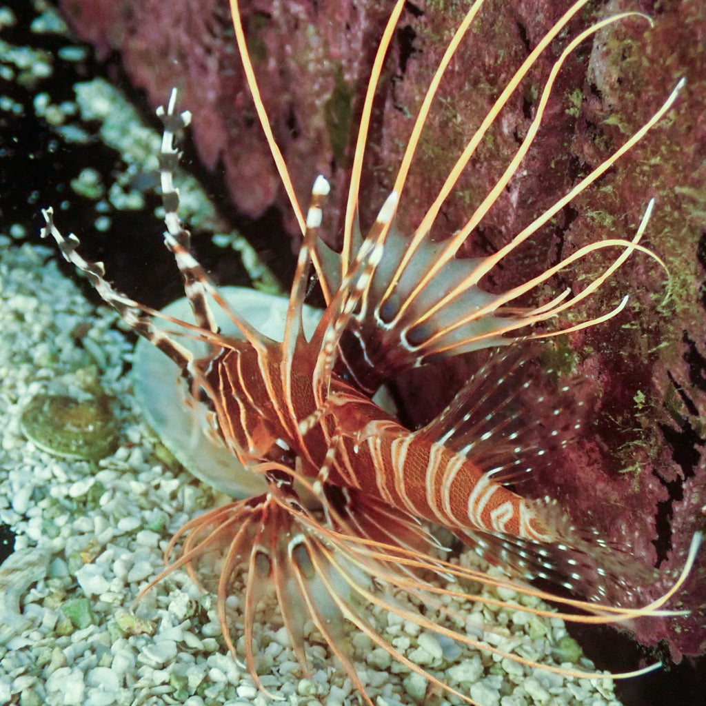 WYSIWYG Red Dwarf Lion Fish ( 2.5-3.5", Venomous) - Corals Anonymous