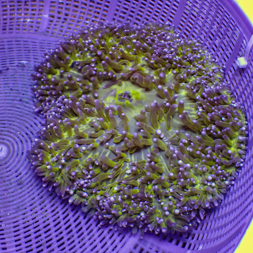 WYSIWYG Large Neon Glow Ritteri Anemone (8-10") - Corals Anonymous