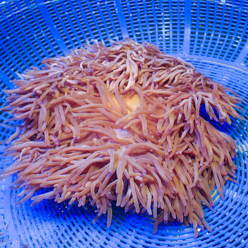 WYSIWYG Purple Ritteri Anemone (7-9") - Corals Anonymous