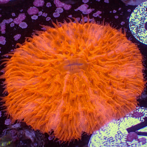 WYSIWYG Bright Orange Fungia Plate (3-4")