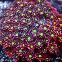 WYSIYWG Purple Stargazer Goniopora (2-3")
