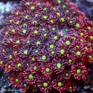 WYSIYWG Purple Stargazer Goniopora (2-3")