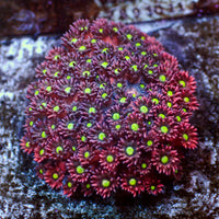 WYSIYWG Purple Stargazer Goniopora (2-3")
