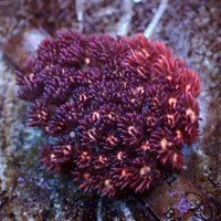 WYSIWYG Passion Pink Goniopora (1-2")