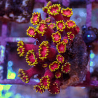 WYSIWYG Sun Goddess Goniopora (0.5-1" Frag)