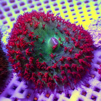 Red St Thomas Mushroom - Corals Anonymous
