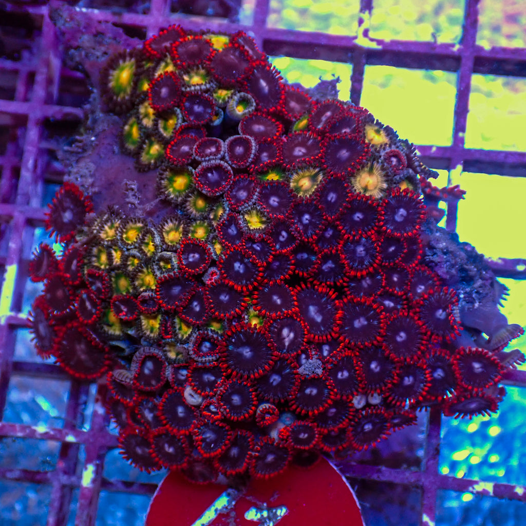 WYSIWYG Rainbow Zoa Combo Colony - Corals Anonymous
