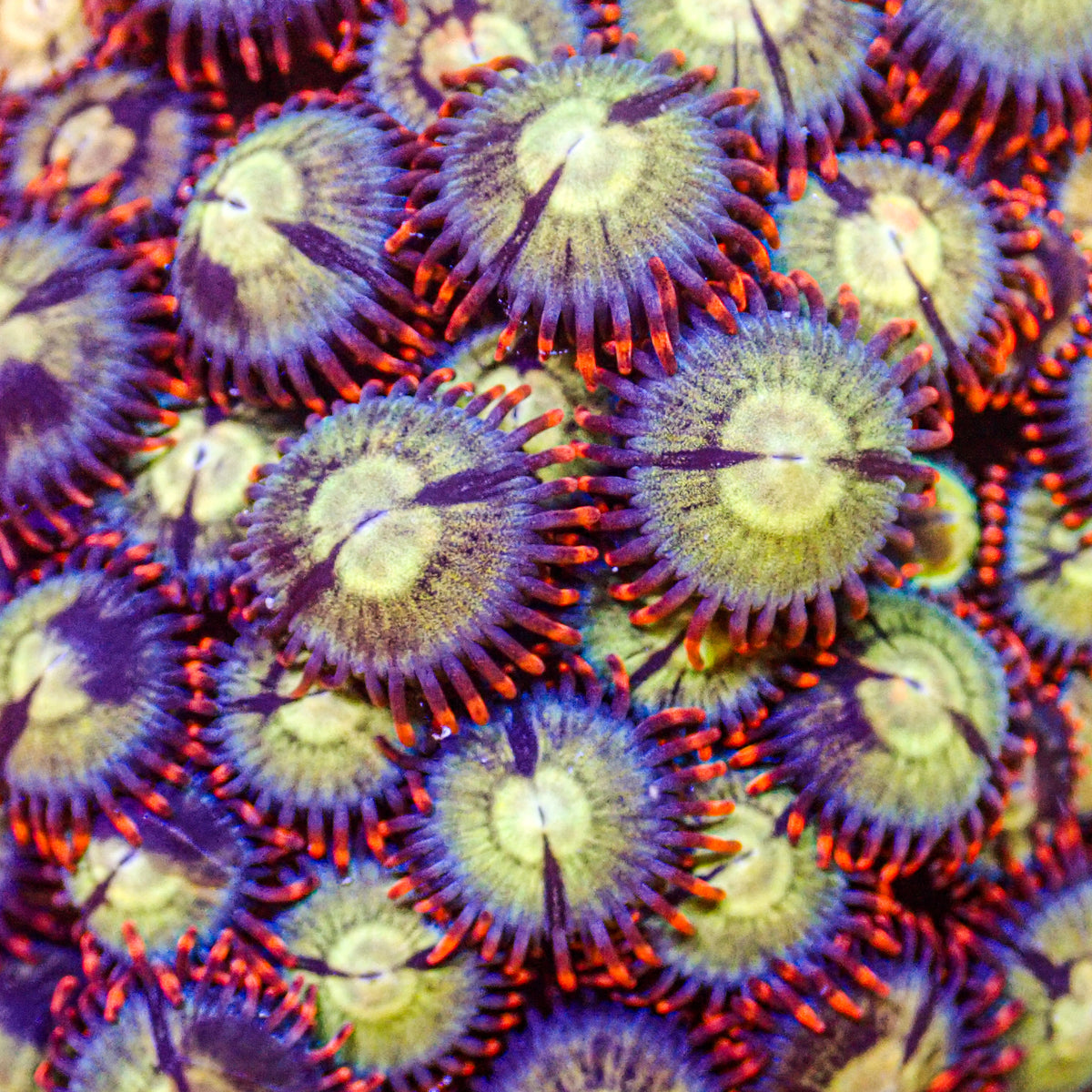 Lucky Strike Zoa (5-10 Polyps colony) - Corals Anonymous