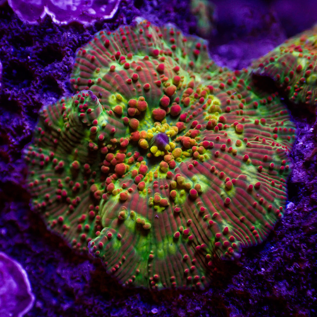 Psycho trip Rainbow Discosoma Mushroom - Corals Anonymous