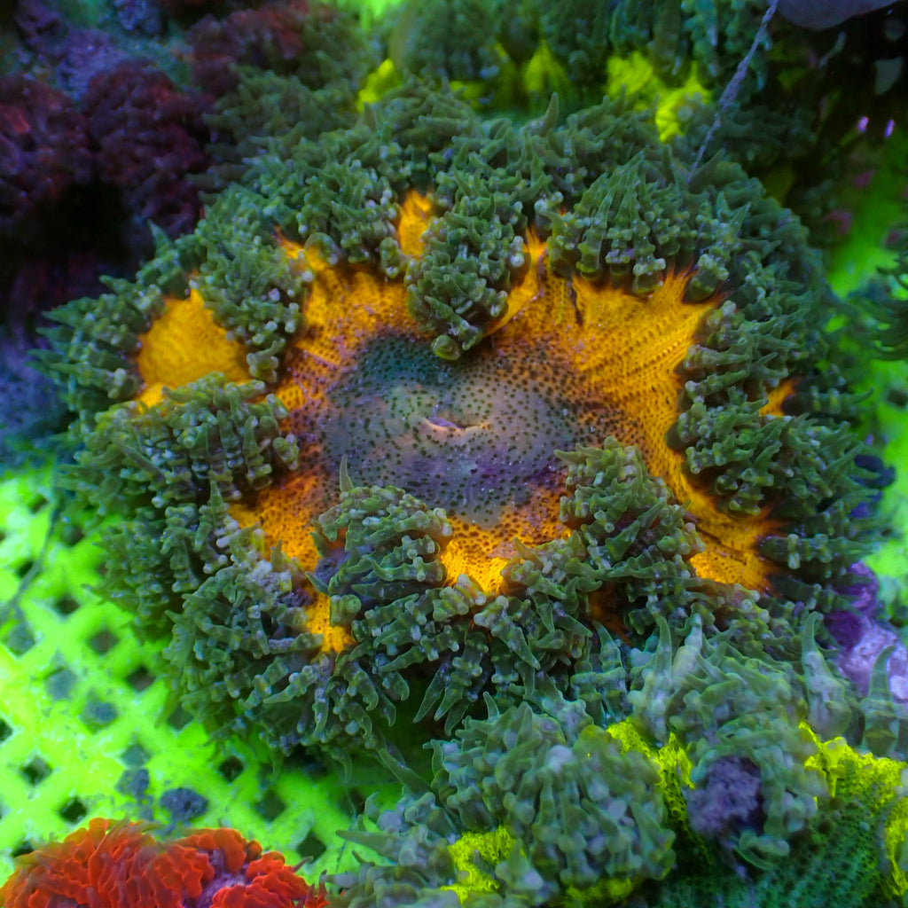 WYSIWYG Orangesicle Flower Anemone (2-3") - Corals Anonymous