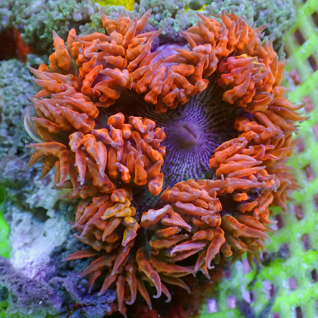 WYSIWYG Cherry Drop Ultra Rock Flower Anemone (2-3”) - Corals Anonymous