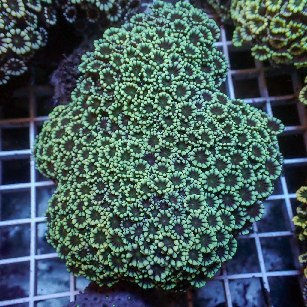 WYSIWYG Large Green Mouth Alveopora Colony (4-5") - Corals Anonymous