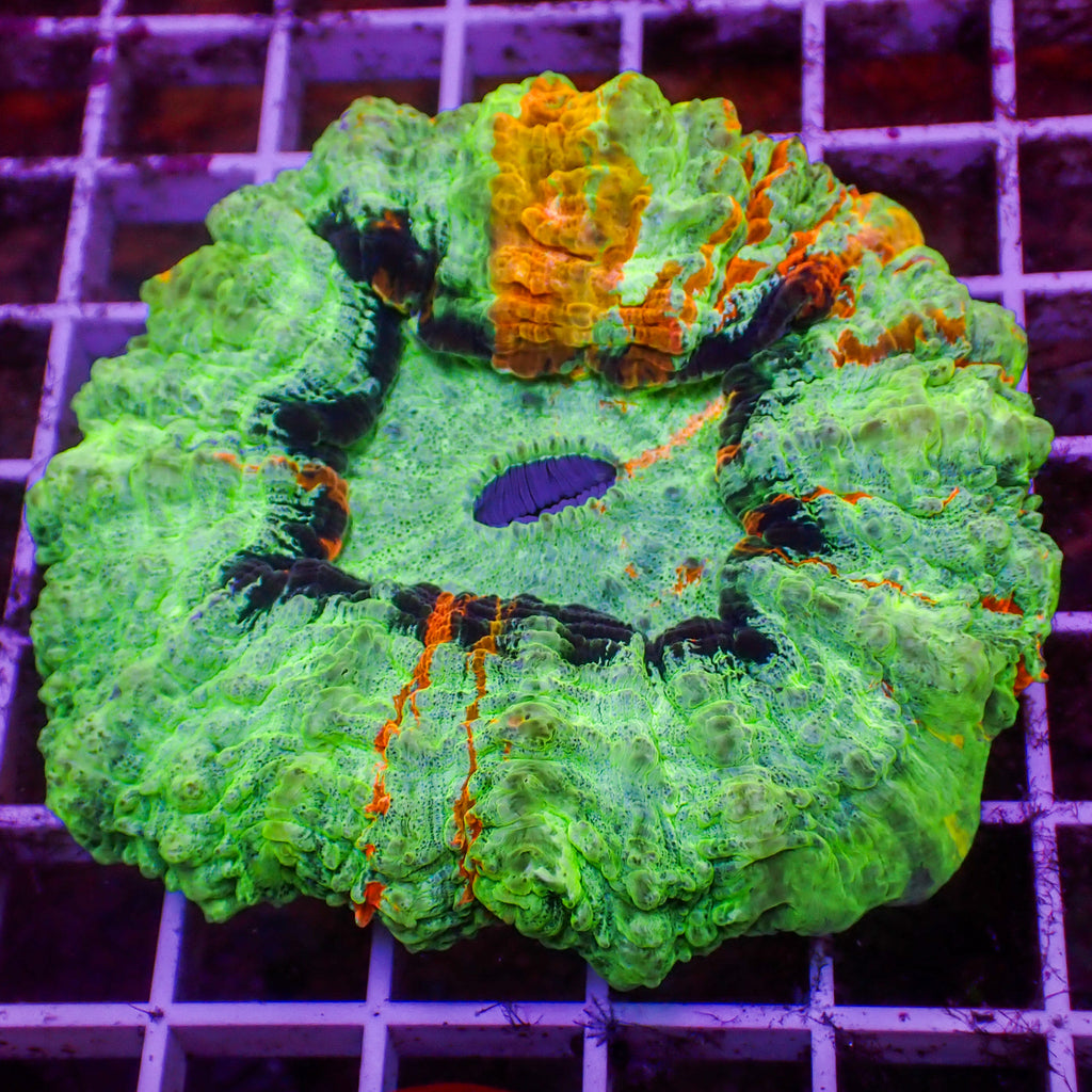 WYSIWYG Volcanic Vein Acanthophyllia - Corals Anonymous