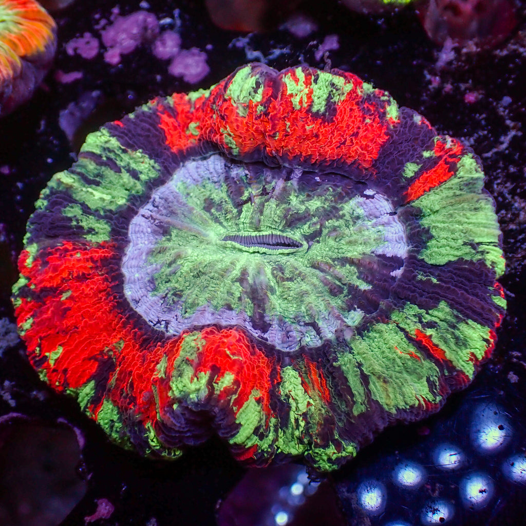 WYSIWYG Whiplash Multicolor Red Wellso - Corals Anonymous