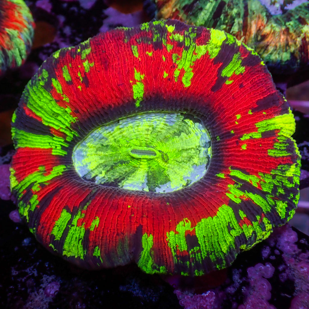 WYSIWYG Rainbow Acid Trip Splatter Red Wellso - Corals Anonymous