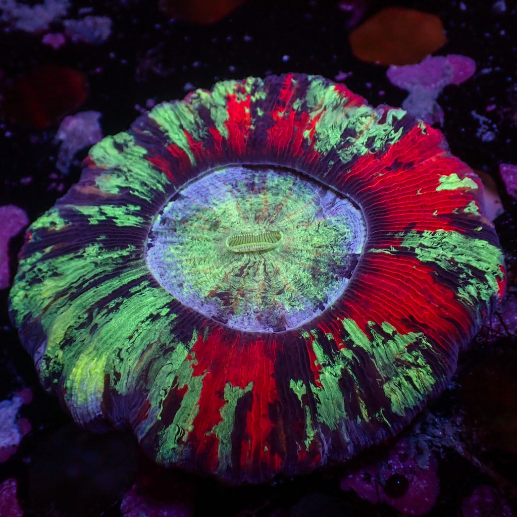 WYSIWYG Whiplash Multicolor Red Wellso - Corals Anonymous