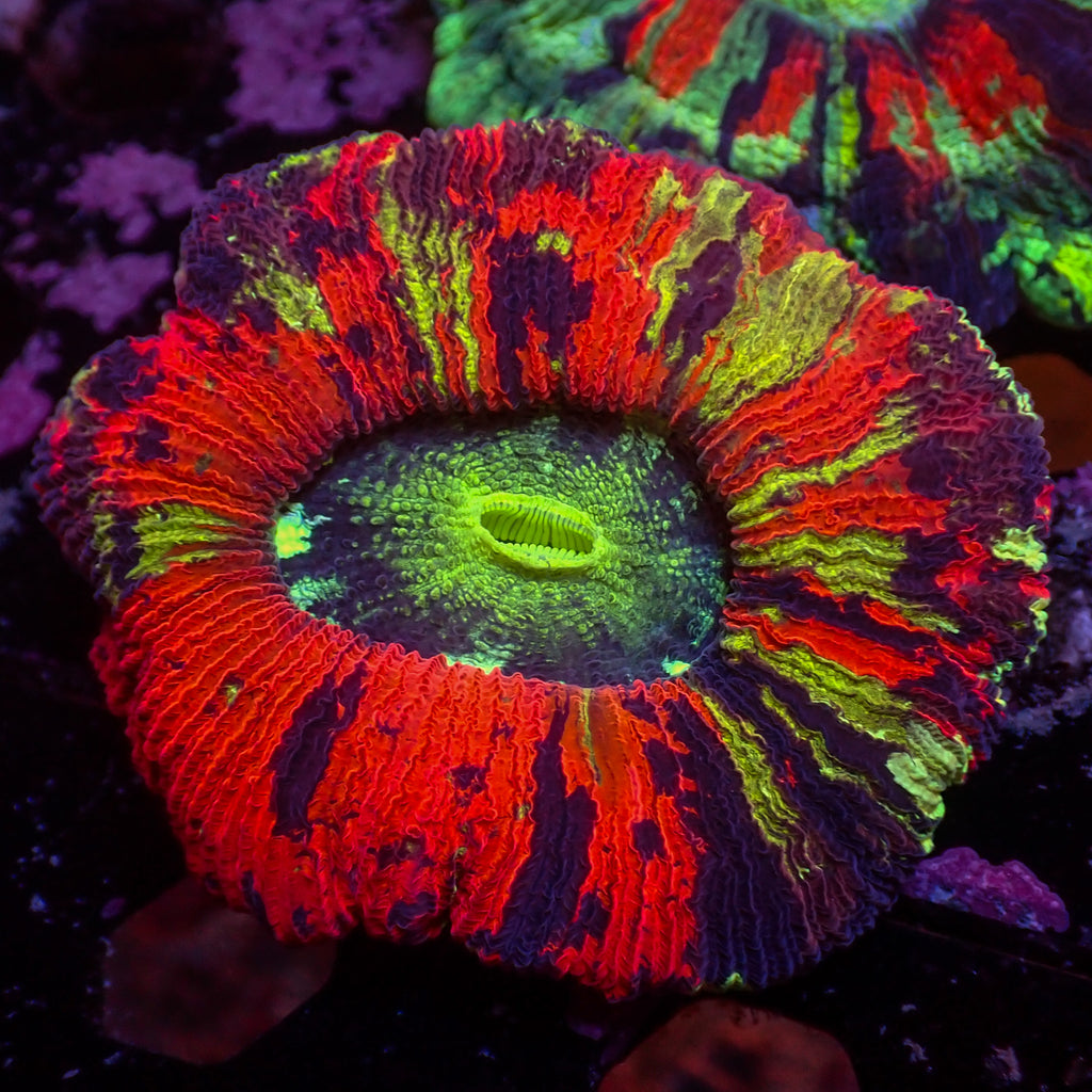 WYSIWYG Whiplash Multicolor Red Wellso - Corals Anonymous