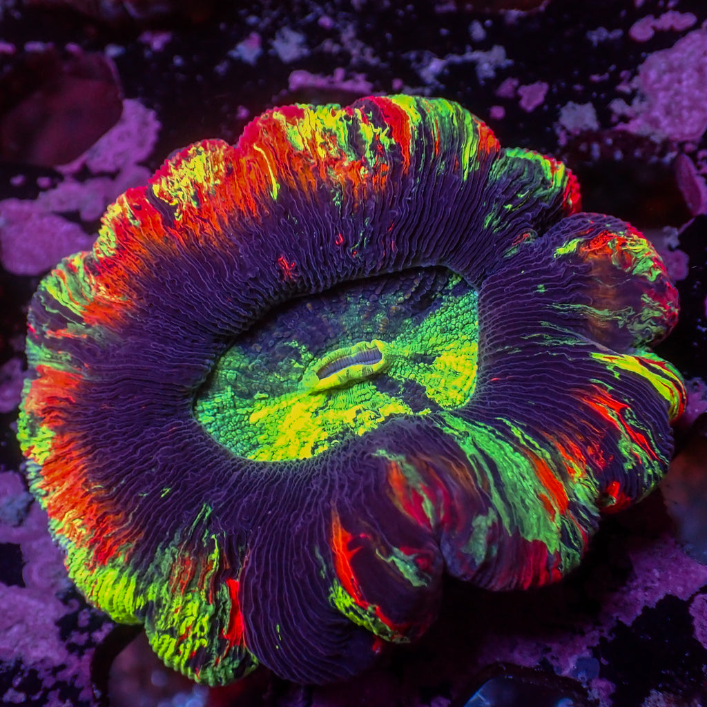 WYSIWYG Whiplash Multicolor Red Wellso - Corals Anonymous